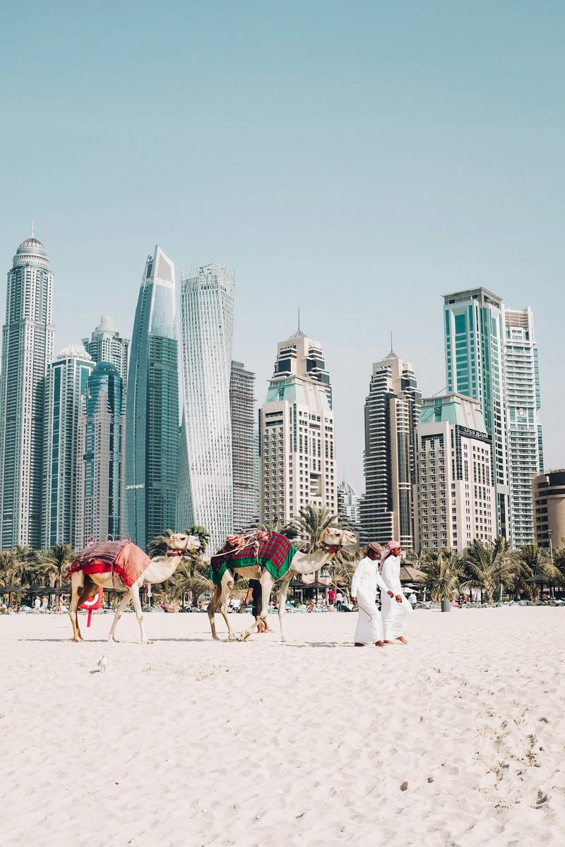 Camels walking along the beach in front of the modern Dubai skyline